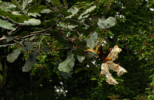 Baikiaea insignis