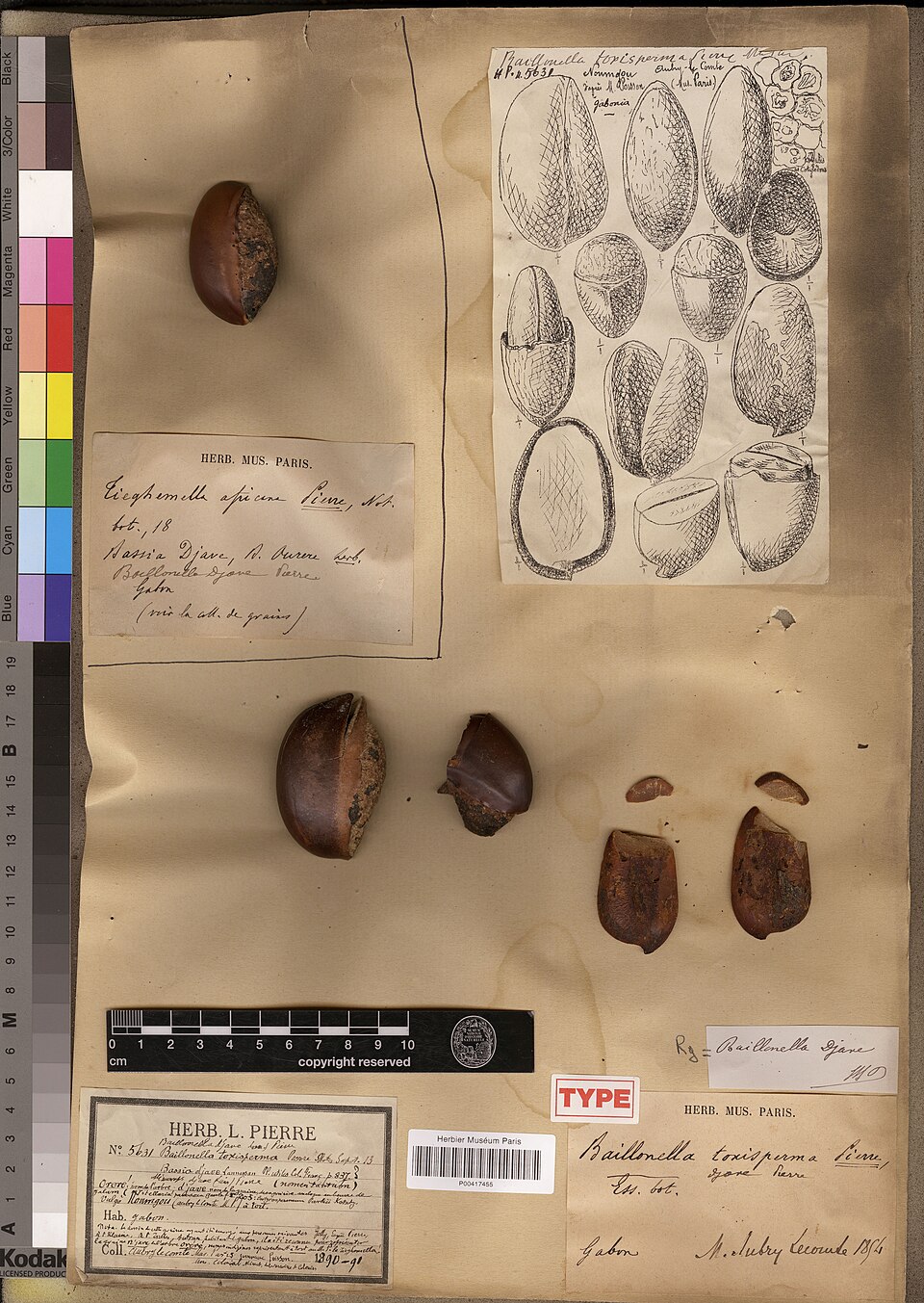 Baillonella toxisperma (False shea butternut) — photo
