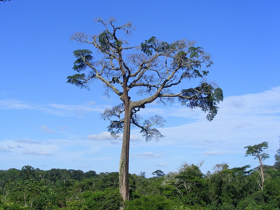 Baillonella toxisperma