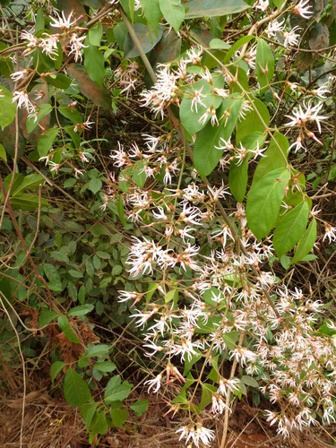 Baissea multiflora — photo