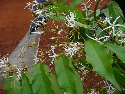 Baissea multiflora — photo