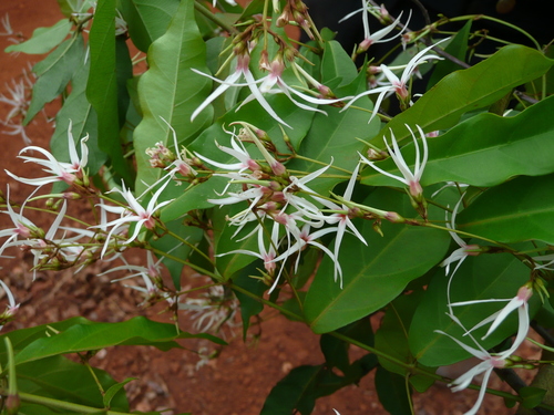 Baissea multiflora