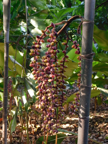 Balaka longirostris (Mbalaka niuniu) — photo