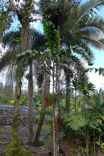 Balaka longirostris
