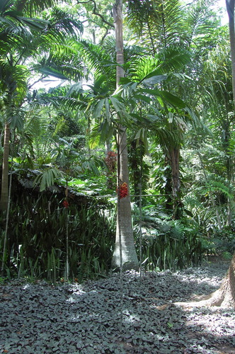 Balaka seemannii (Spear palm) — photo
