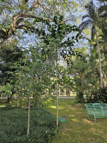Balaka seemannii (Spear palm) — photo