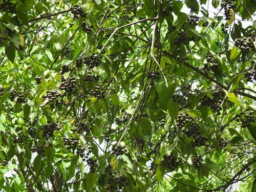 Balakata baccata (Mousedeer's rubber tree) — photo