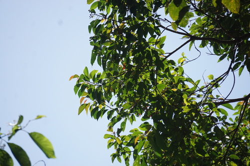 Balakata baccata (Mousedeer's rubber tree) — photo