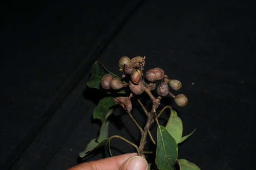 Balakata baccata