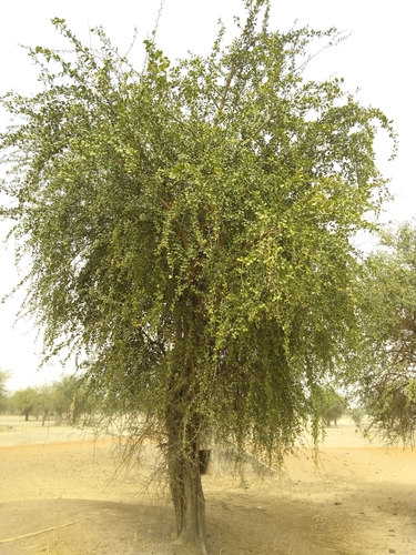 Balanites aegyptiaca (Desert date) — photo