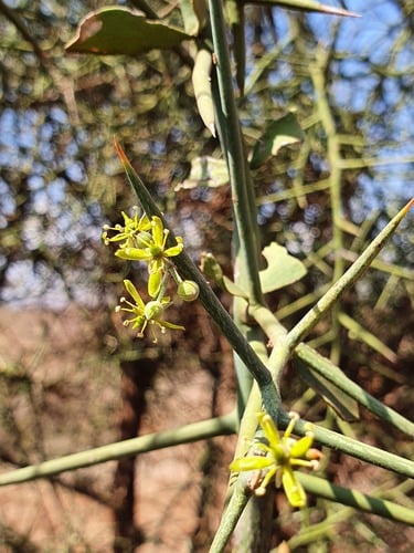 Zygophyllaceae
