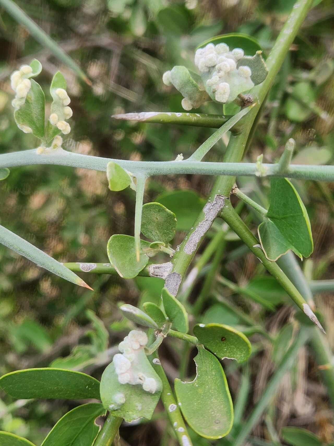 Balanites glabra