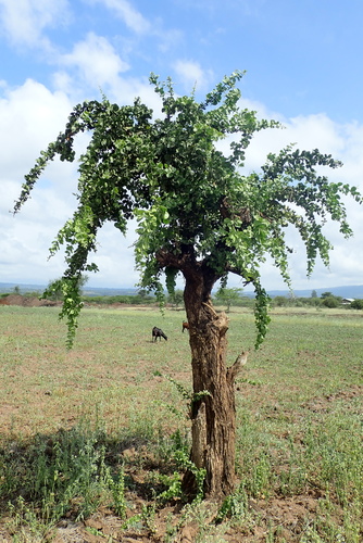 Balanites rotundifolia