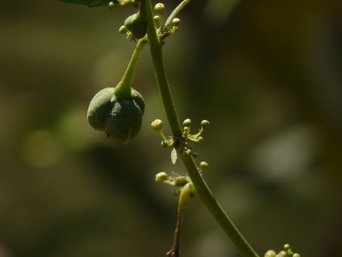 Baliospermum solanifolium — photo