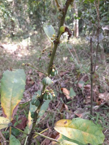 Baliospermum solanifolium — photo