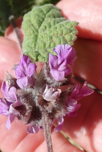 Ballota africana — photo