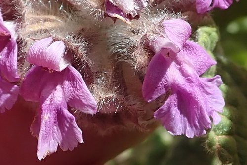 Ballota africana