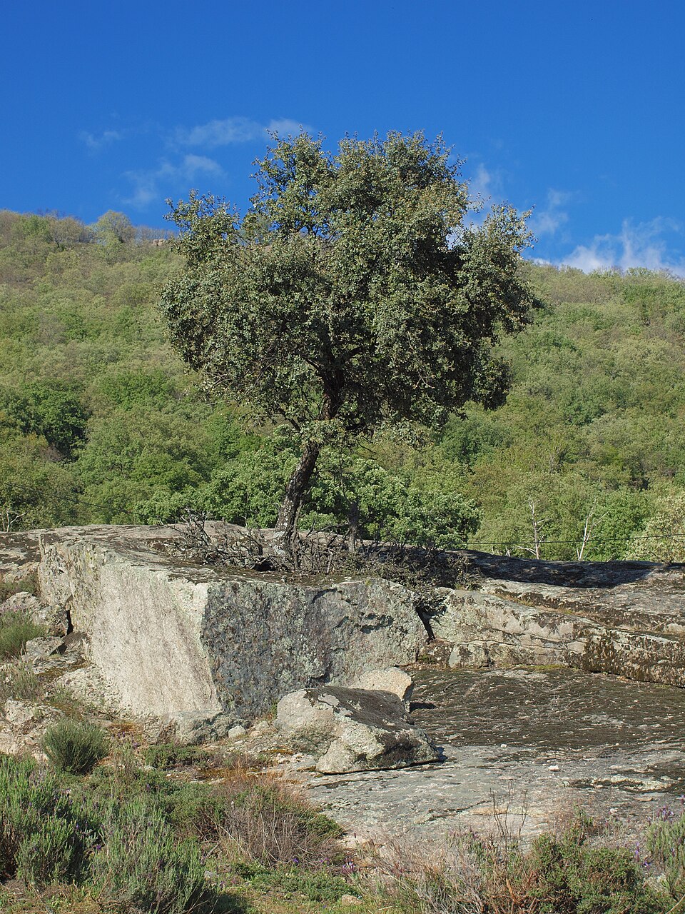 Ballota rotundifolia