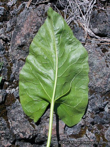 Balsamorhiza deltoidea (Deltoid balsamroot) — photo