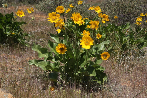 Balsamorhiza deltoidea (Deltoid balsamroot) — photo