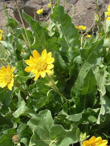 Balsamorhiza deltoidea