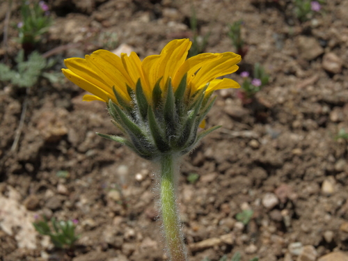 Balsamorhiza hookeri (Balsam root) — photo