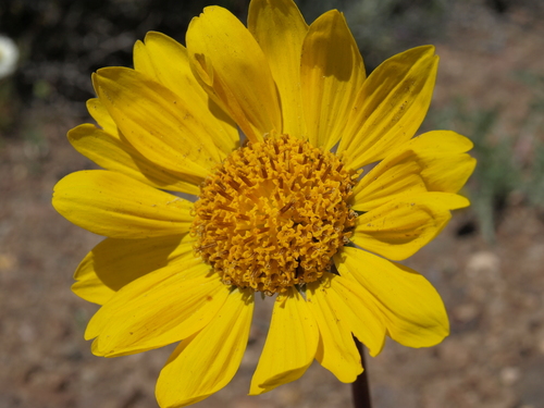 Balsamorhiza hookeri (Balsam root) — photo
