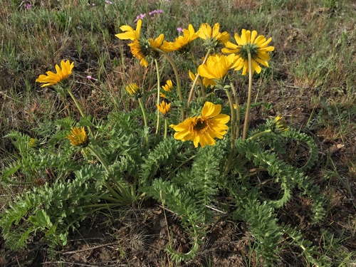 Balsamorhiza hookeri