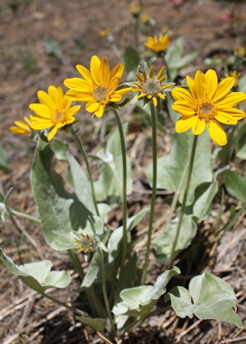 Balsamorhiza sagittata (Oregon Sunflower) — photo
