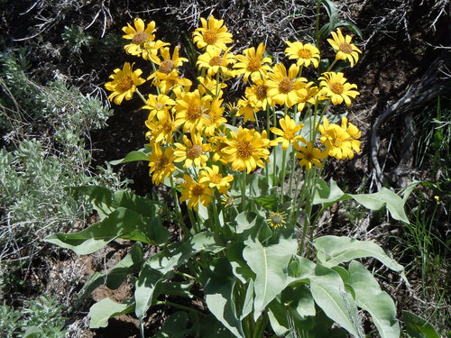 Balsamorhiza sagittata (Oregon Sunflower) — photo