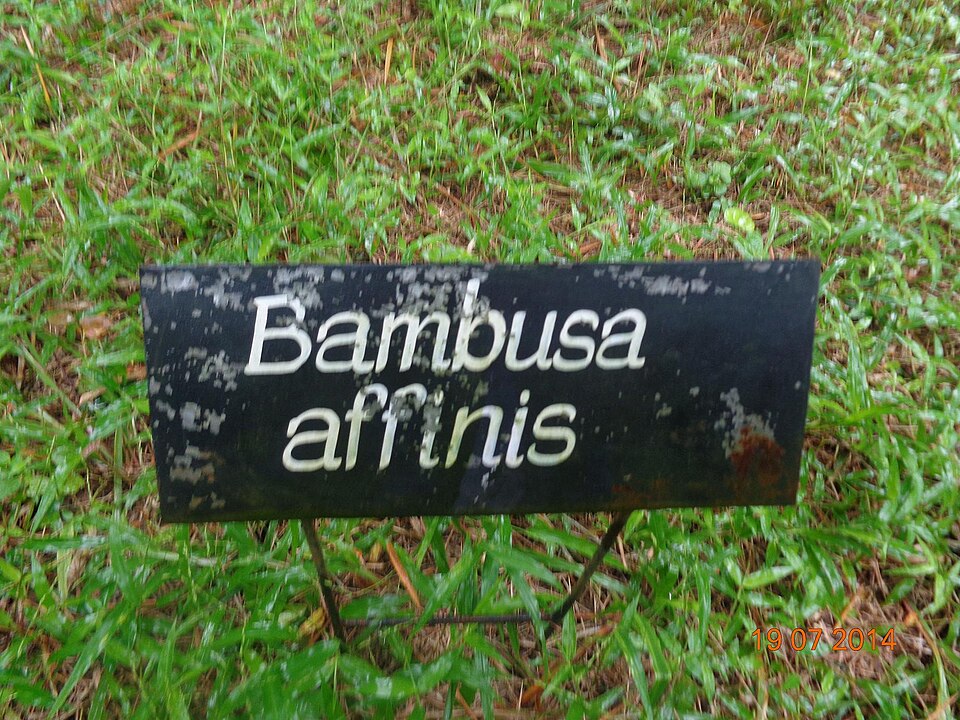 Bambusa affinis — photo