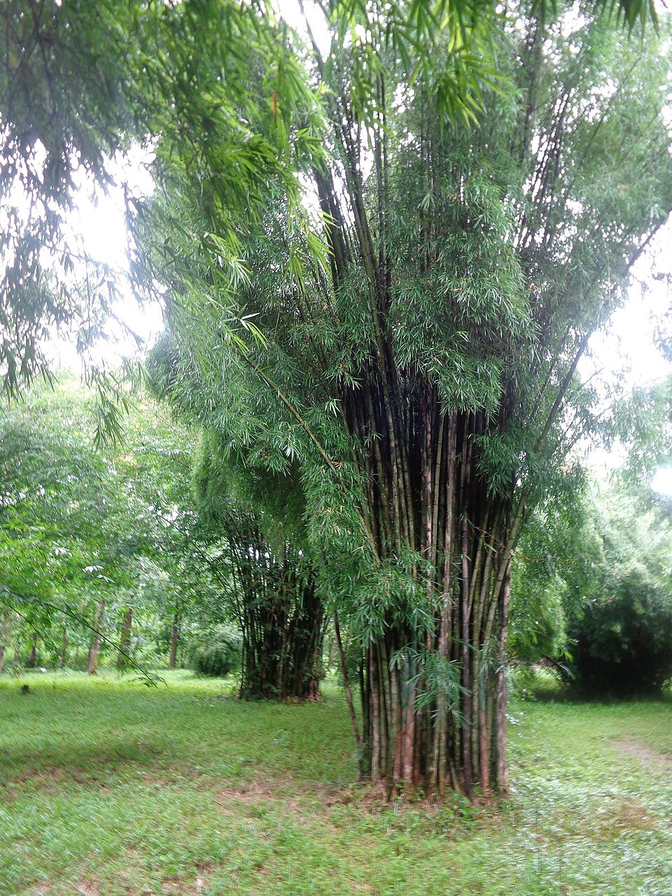 Bambusa affinis