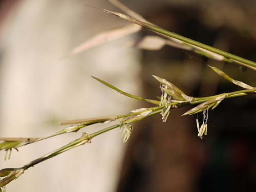 Bambusa arundinacea (Thorny bamboo) — photo