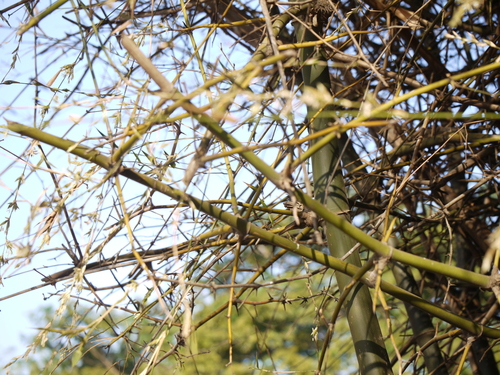 Bambusa arundinacea (Thorny bamboo) — photo