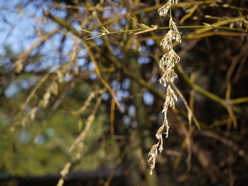 Bambusa arundinacea