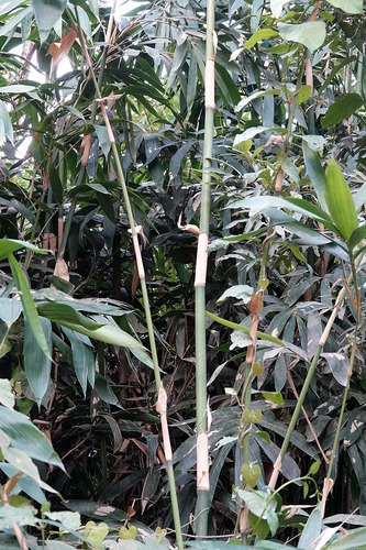 Bambusa atra (Long pipe bamboo) — photo