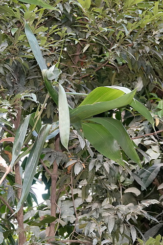 Bambusa atra (Long pipe bamboo) — photo