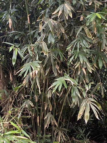 Bambusa atra