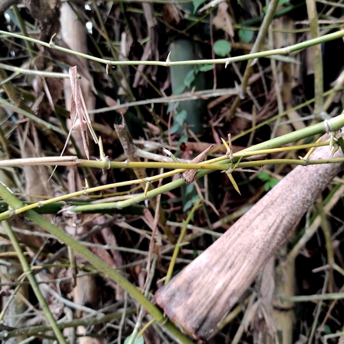 Bambusa bambos (Giant thorny bamboo) — photo