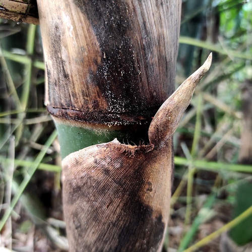 Bambusa bambos (Giant thorny bamboo) — photo