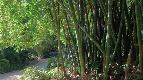 Bambusa beecheyana (Beechey bamboo) — photo