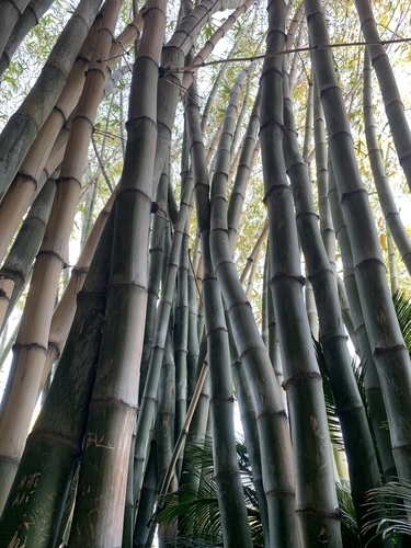 Bambusa beecheyana (Beechey bamboo) — photo