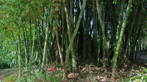 Bambusa beecheyana
