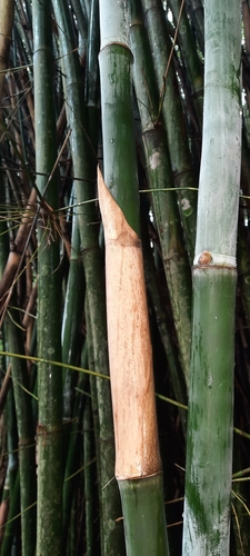 Bambusa blumeana (Spiny bamboo) — photo
