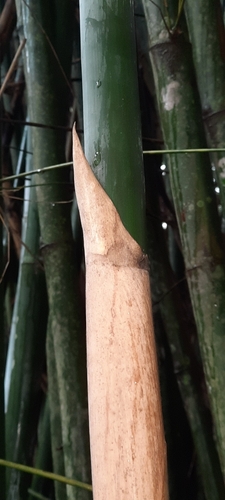 Bambusa blumeana (Spiny bamboo) — photo