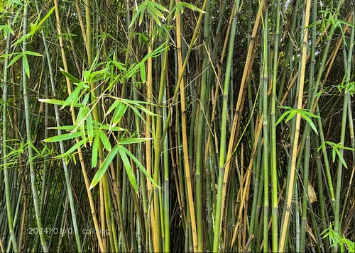 Bambusa blumeana
