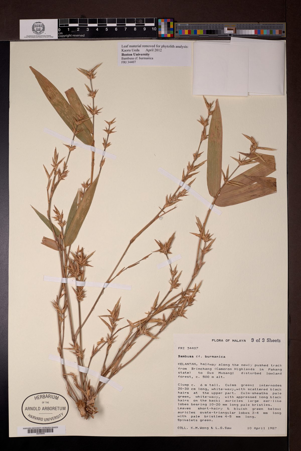 Bambusa burmanica (Burmese bamboo) — photo