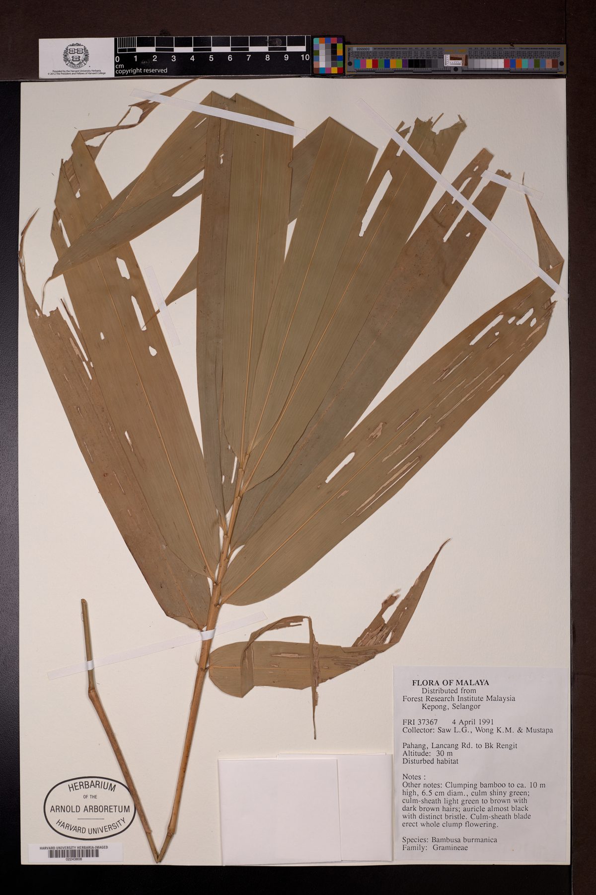 Bambusa burmanica (Burmese bamboo) — photo