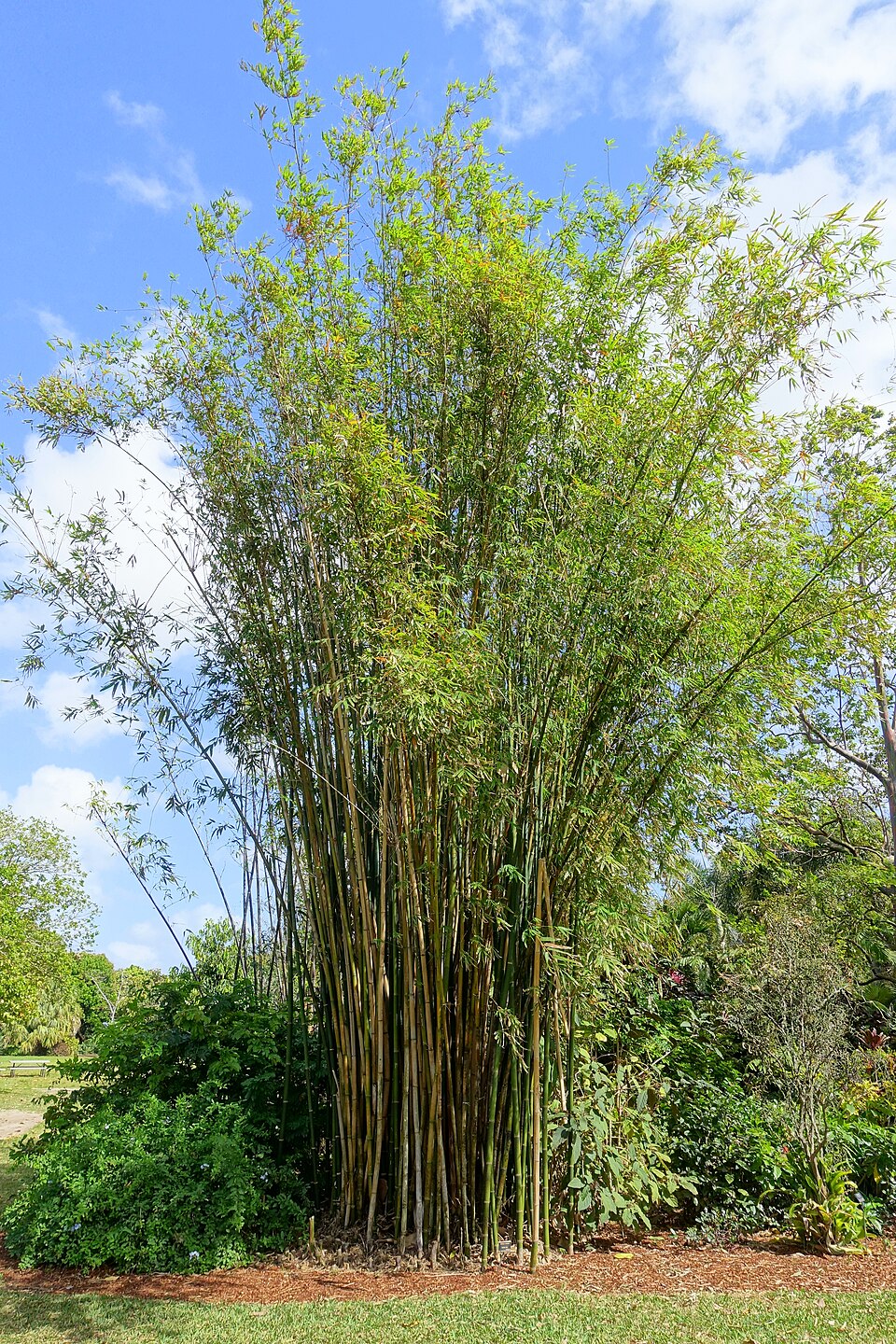 Bambusa emeiensis — photo