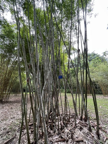 Bambusa emeiensis